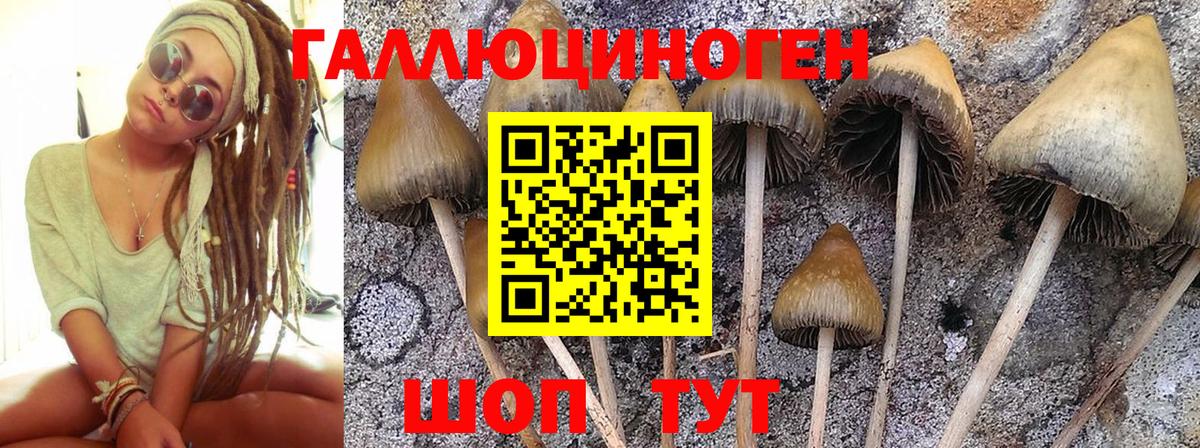 Псилоцибиновые грибы мухоморы Псков